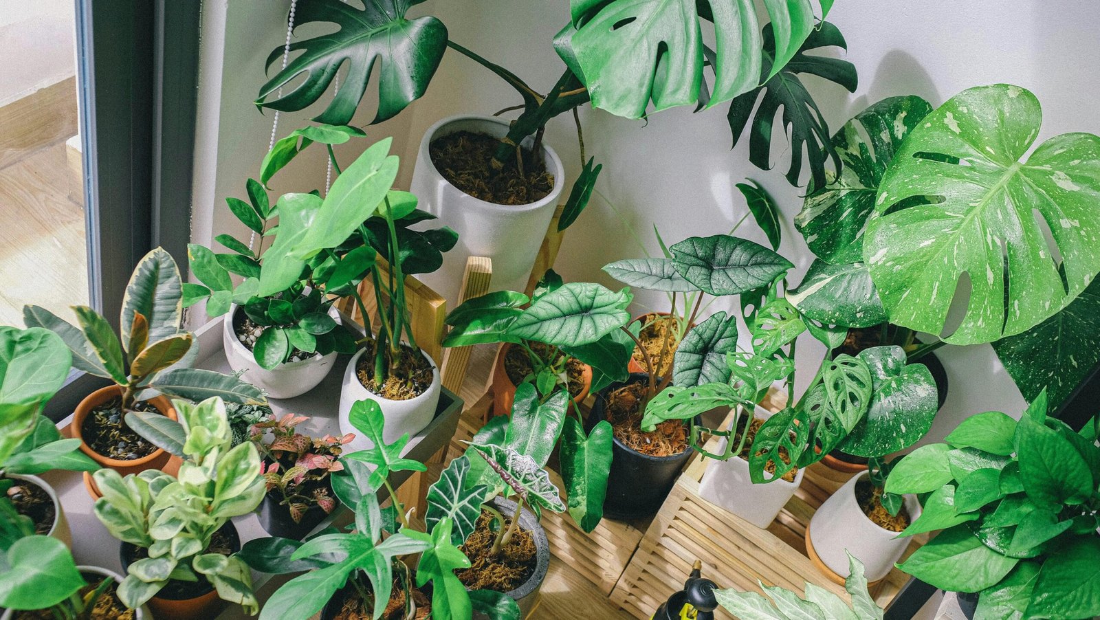 7 Must-Have Indoor Plant Tools for Healthy Houseplants