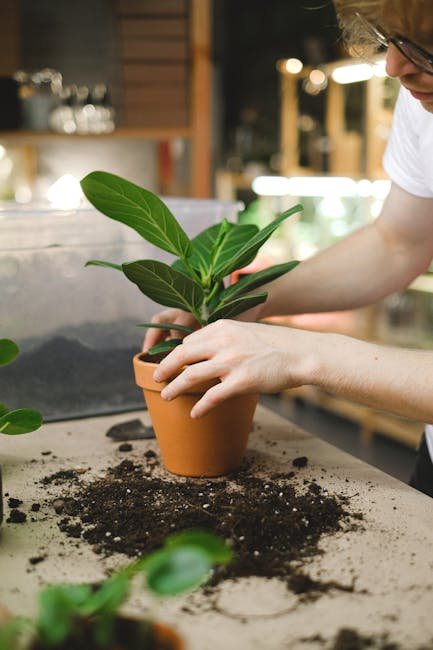 Hands placing a young plant in a clay pot with soil indoors, emphasizing home gardening.